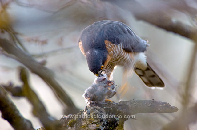 Sparrowhawk (Accipiter nisus) - Epervier - 20806