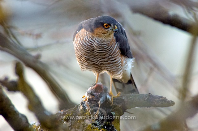 Sparrowhawk (Accipiter nisus) - Epervier - 20807