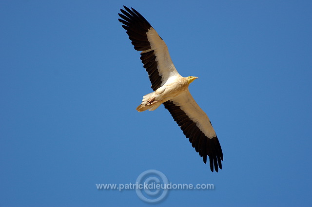 Egyptian Vulture (Neophron percnopterus) Vautour percnoptère 10863