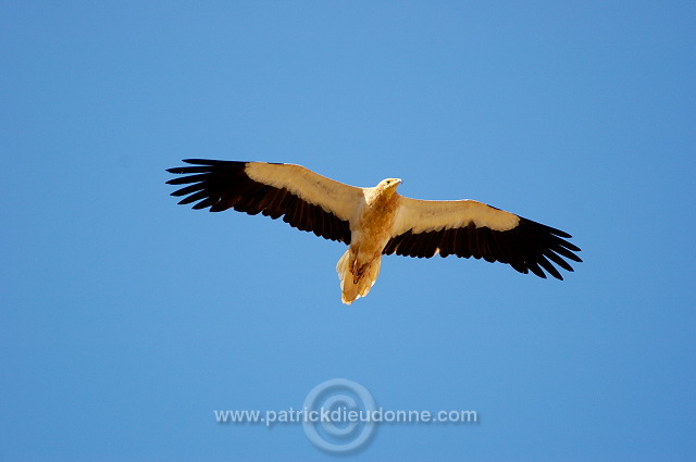 Egyptian Vulture (Neophron percnopterus) Vautour percnoptère 10865