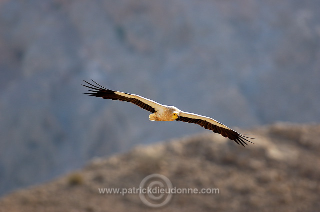 Egyptian Vulture (Neophron percnopterus) Vautour percnoptère 10866
