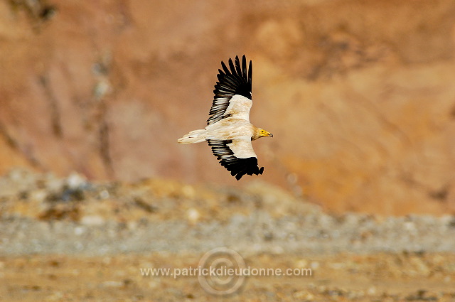 Egyptian Vulture (Neophron percnopterus) Vautour percnoptère 10867