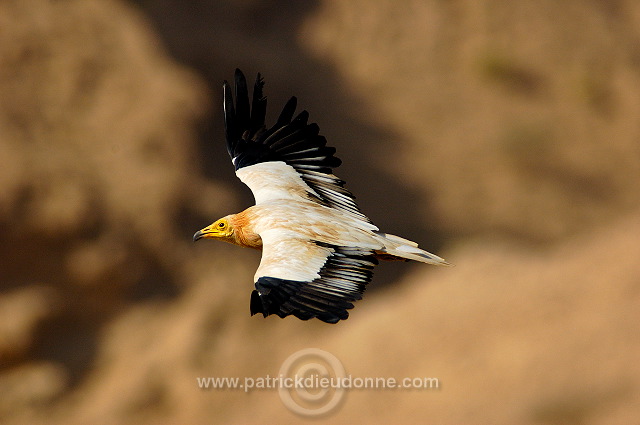 Egyptian Vulture (Neophron percnopterus) Vautour percnoptère 10868