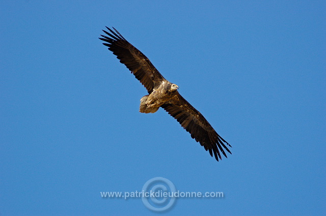 Egyptian Vulture (Neophron percnopterus) Vautour percnoptère 10869