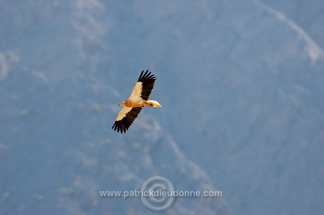 Egyptian Vulture (Neophron percnopterus) Vautour percnoptère 10870