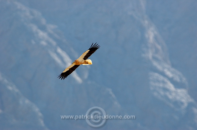 Egyptian Vulture (Neophron percnopterus) Vautour percnoptère 10871