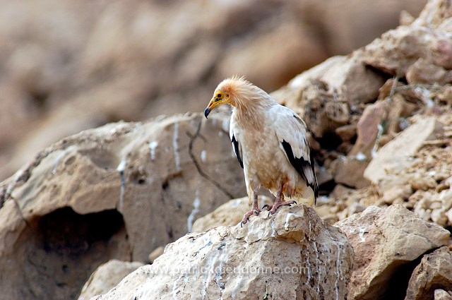 Egyptian Vulture (Neophron percnopterus) Vautour percnoptère 10872