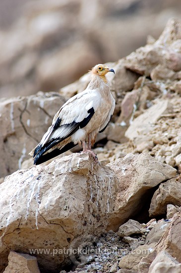 Egyptian Vulture (Neophron percnopterus) Vautour percnoptère 10873