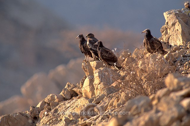 Egyptian Vulture (Neophron percnopterus) Vautour percnoptère 11170