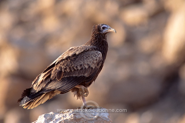 Egyptian Vulture (Neophron percnopterus) Vautour percnoptère 11172