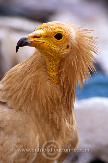 Egyptian Vulture (Neophron percnopterus) - Vautour percnoptere - 20808