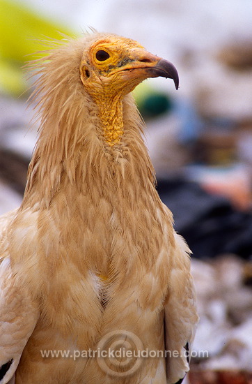 Egyptian Vulture (Neophron percnopterus) - Vautour percnoptere - 20809