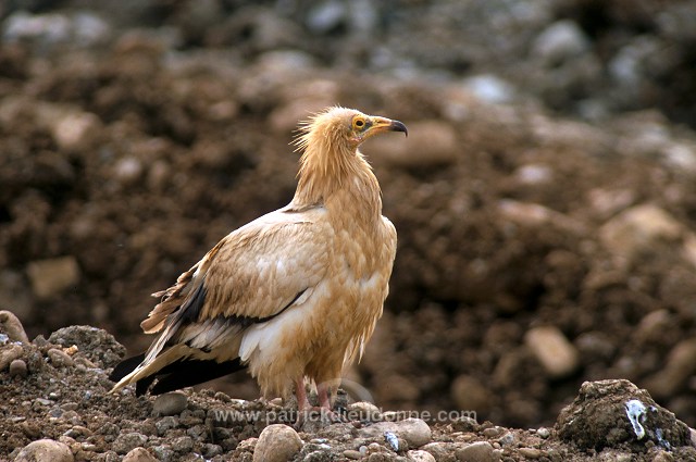 Egyptian Vulture (Neophron percnopterus) - Vautour percnoptere - 20810