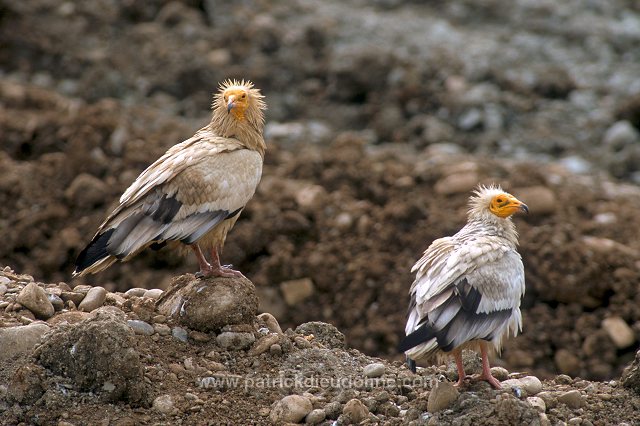 Egyptian Vulture (Neophron percnopterus) - Vautour percnoptere - 20811