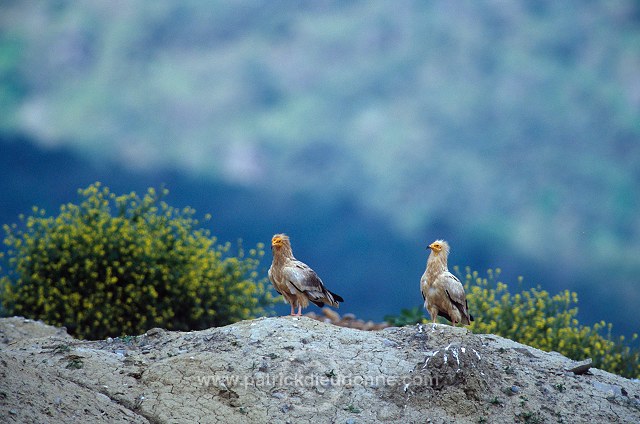 Egyptian Vulture (Neophron percnopterus) - Vautour percnoptere - 20812