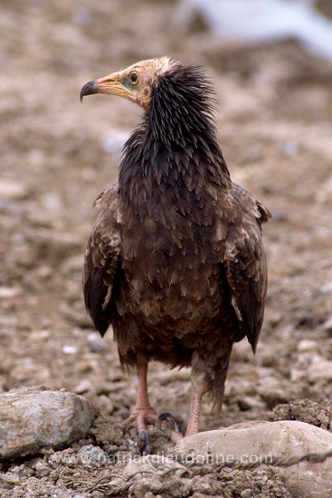 Egyptian Vulture (Neophron percnopterus) - Vautour percnoptere - 20813