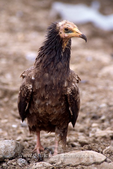 Egyptian Vulture (Neophron percnopterus) - Vautour percnoptere - 20814