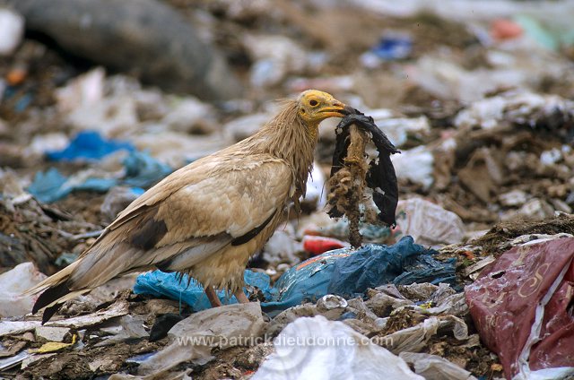 Egyptian Vulture (Neophron percnopterus) - Vautour percnoptere - 20815