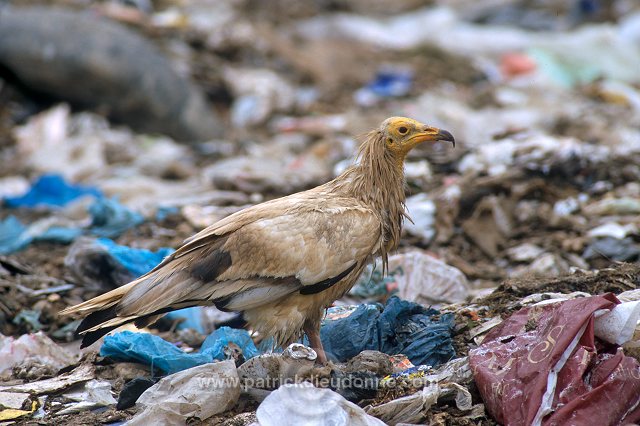 Egyptian Vulture (Neophron percnopterus) - Vautour percnoptere - 20816