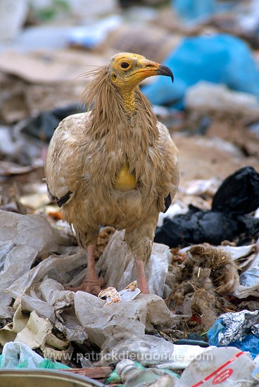 Egyptian Vulture (Neophron percnopterus) - Vautour percnoptere - 20817