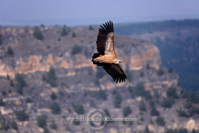 Griffon Vulture (Gyps fulvus) - Vautour fauve - 20818