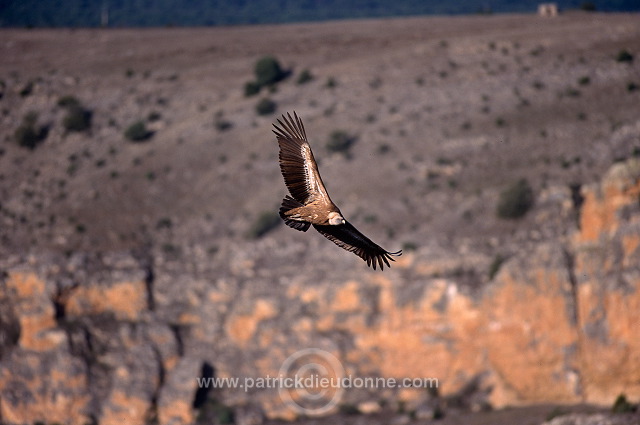 Griffon Vulture (Gyps fulvus) - Vautour fauve - 20819