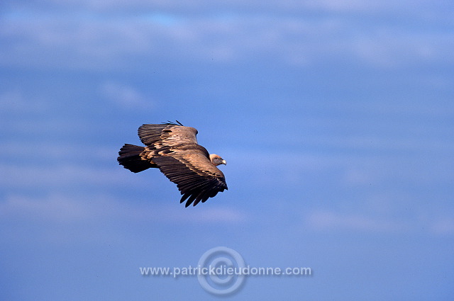 Griffon Vulture (Gyps fulvus) - Vautour fauve - 20820