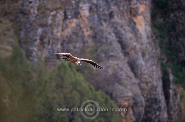 Griffon Vulture (Gyps fulvus) - Vautour fauve - 20821