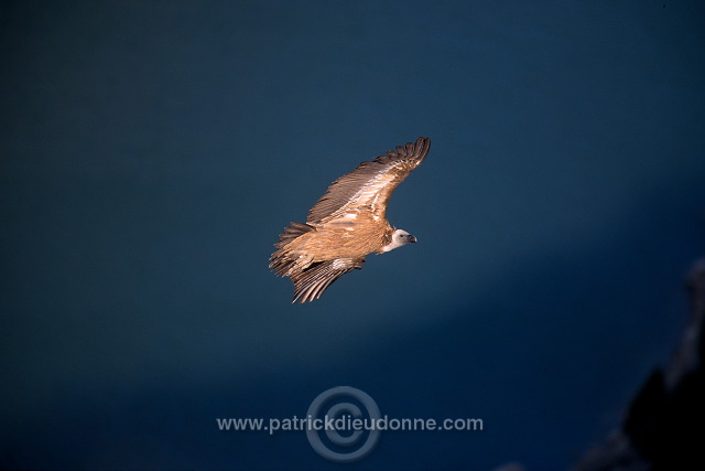 Griffon Vulture (Gyps fulvus) - Vautour fauve - 20822