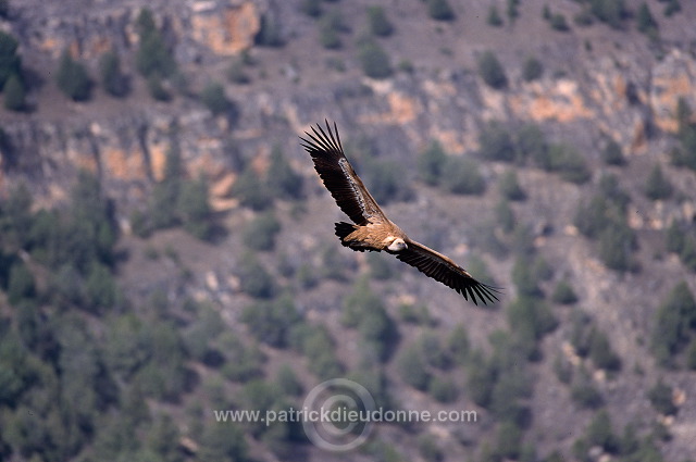 Griffon Vulture (Gyps fulvus) - Vautour fauve - 20823