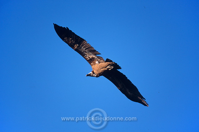 Griffon Vulture (Gyps fulvus) - Vautour fauve - 20825