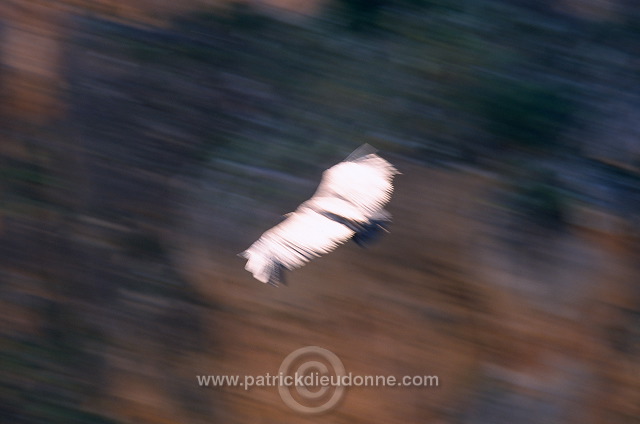 Griffon Vulture (Gyps fulvus) - Vautour fauve - 20827