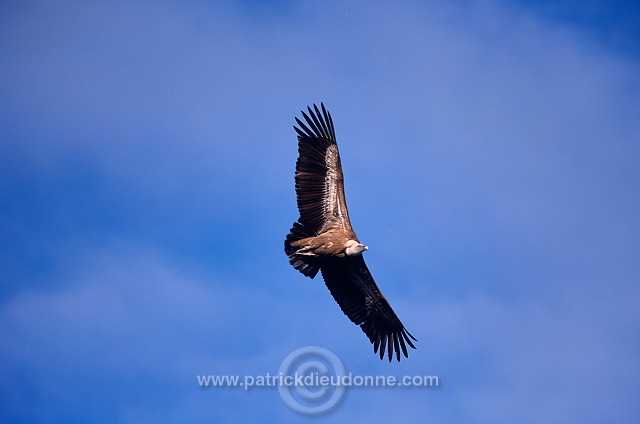 Griffon Vulture (Gyps fulvus) - Vautour fauve - 20828