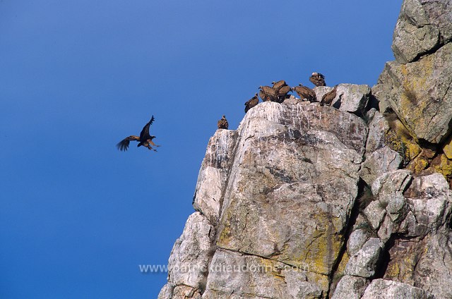 Griffon Vulture (Gyps fulvus) - Vautour fauve - 20829