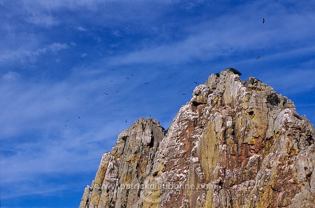 Griffon Vulture (Gyps fulvus) - Vautour fauve - 20830