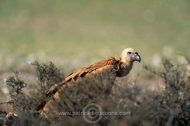 Griffon Vulture (Gyps fulvus) - Vautour fauve - 20832