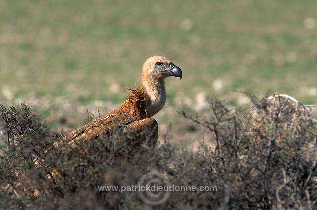 Griffon Vulture (Gyps fulvus) - Vautour fauve - 20833