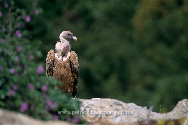Griffon Vulture (Gyps fulvus) - Vautour fauve - 20834