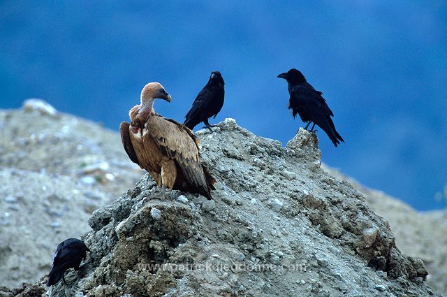 Griffon Vulture (Gyps fulvus) - Vautour fauve - 20835