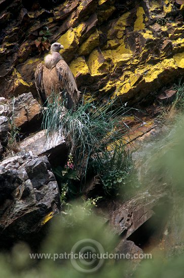 Griffon Vulture (Gyps fulvus) - Vautour fauve - 20836