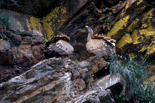 Griffon Vulture (Gyps fulvus) - Vautour fauve - 20837