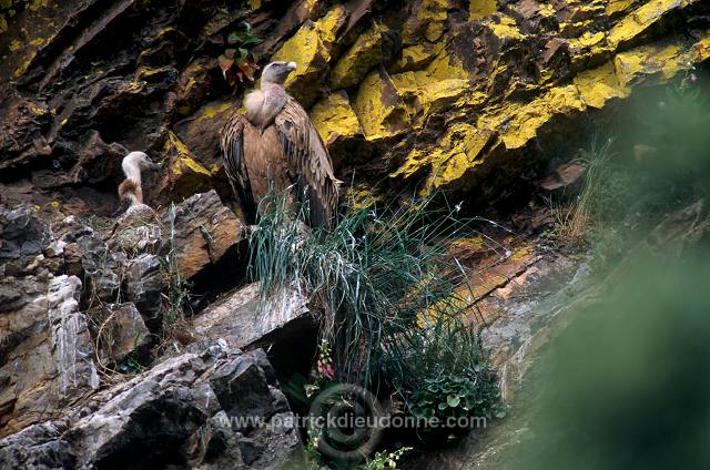 Griffon Vulture (Gyps fulvus) - Vautour fauve - 20838