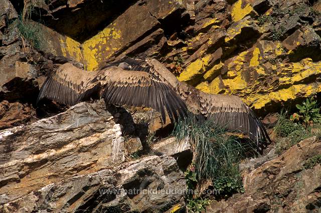 Griffon Vulture (Gyps fulvus) - Vautour fauve - 20839