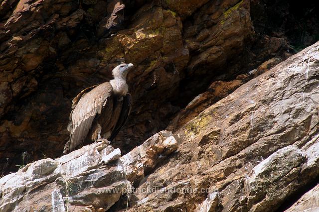 Griffon Vulture (Gyps fulvus) - Vautour fauve - 20840