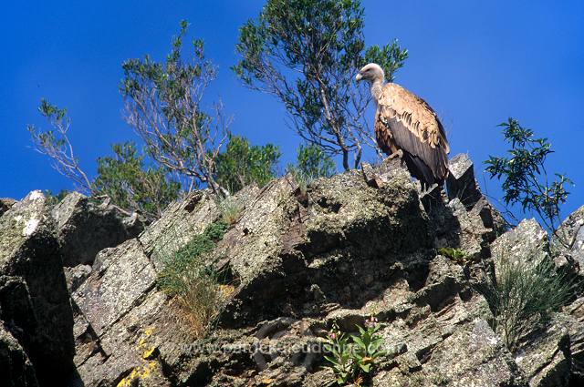 Griffon Vulture (Gyps fulvus) - Vautour fauve - 20841