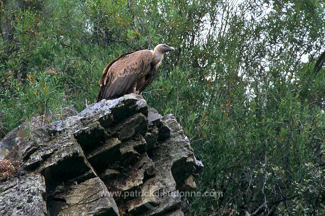 Griffon Vulture (Gyps fulvus) - Vautour fauve - 20842