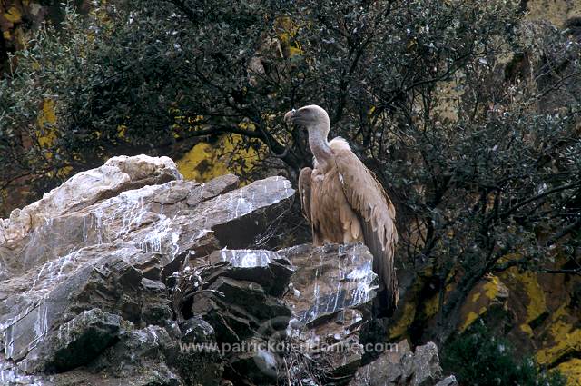 Griffon Vulture (Gyps fulvus) - Vautour fauve - 20843