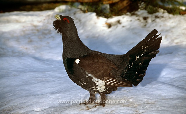 Capercaillie (Tetrao urogallus) - Grand tetras - 20844