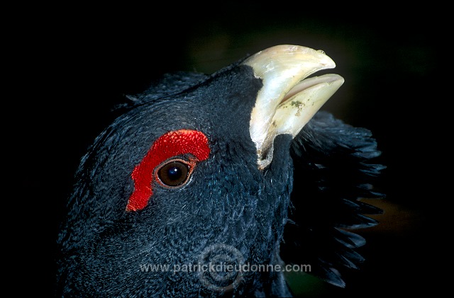 Capercaillie (Tetrao urogallus) - Grand tetras - 20845