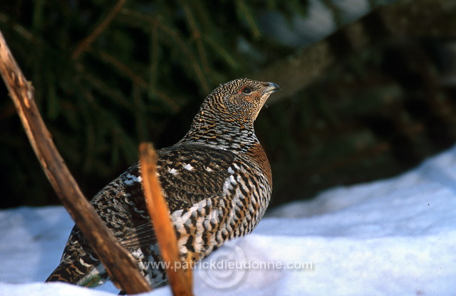 Capercaillie (Tetrao urogallus) - Grand tetras - 20846